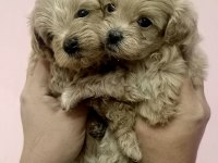 SIFIR burun maltipoo
