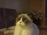 Scottish blue point 3 yaş dişi kedi