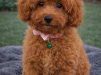 ZEKA KÜPÜ SEVGİ DOLU VE ÇOK EĞLENCELİ POODLE
