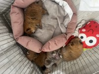 Rezerveye açık pomeranian bebekler