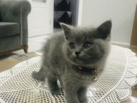 Ev kedisi british shorthair