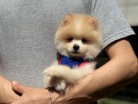 Yavru Pomeranian Boolarımız