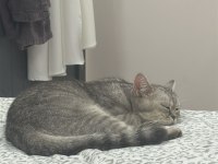 Acil ücretsiz sahiplendirilecek british shorthair