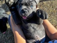 EV ORTAMINDAN SHOW KALİTE CANE CORSO YAVRULAR