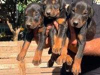 Doberman Dişi Erkek Bebekler 