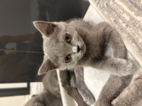 British shorthair 22 nisan doğumlu