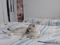 Çok uysal kedimiz askere gideceğim den sahiplendireceğim