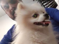 Çok Temiz Bakımlı Ve Uysal Pomeranian