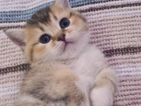 British shorthair kedilerim