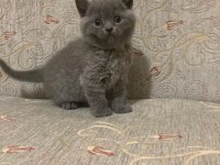 British shorthair kedimiz