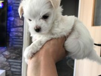 Orjinal kore maltese terrier