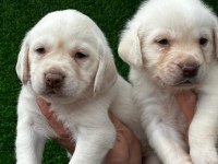 Şampanya labrador jelibonlar