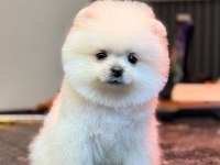 KARBEYAZ DİŞİ POMERANİAN BOO