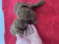 Teacup toy poodle bebeklerim