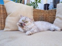 ücretsiz iyi bakacak bir yuvaya sahiplendirilecek chinchilla