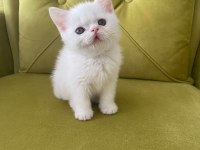 British shorthair kedimiz