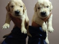 Orjinal golden retriever yavruları