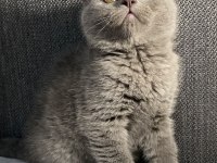 British shorthair blue erkek