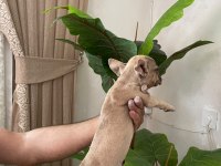 Meraklısına French Bulldog