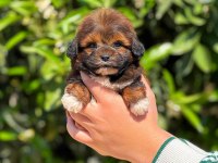Erkek teacup maltipoo yavrumuz