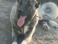 O BİR DAHA BEBEK KANGAL