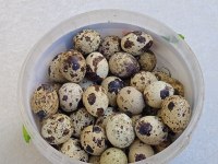 KULUÇKALIK BILDIRCIN YUMURTASI