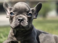 EĞİTİMLİ FRENCH BULLDOG YAVRULARI İSTANBUL 