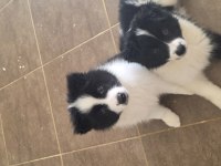 ÇOK ÖZEL BORDER COLLIE YAVRULAR
