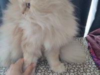 İran chinchillası ücretsiz sahiplendirilecektir
