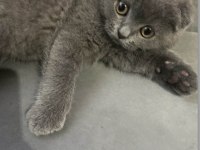 3 aylık erkek scottish fold