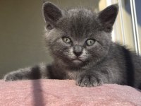 50 günlük british shorthair