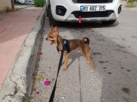 Elma kafa 0 numara orjinal şivava
