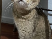 Aşıları Tam Scottish Fold