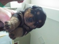 Yavru rottweiler