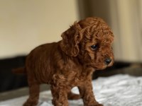 EV ORTAMINDA DOĞUP BÜYÜTÜLMÜŞ TOY POODLE