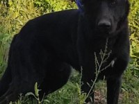 Kaliteli safkan alman kurdu yavrular anlatmaya gerek yok
