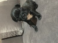 Müthiş Sevimli A Kalite French Bulldog Bebeklerimiz