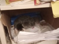 Masum anneye ve bebek kedilerine geçici ve ya kalıcı yuva