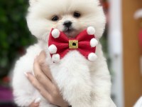 Pomeranian boo mini ayıcık yavrumuz
