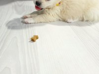 Yavrular yeni yuvalarını arıyor terrier