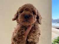A Kalite Toy Poodle