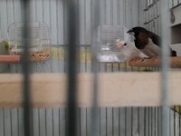 Takım bengal finch daha önce yavru alındı