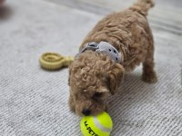 Toy poodle 3 aylık