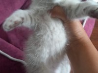 British Shorthair Dişi Yavrular
