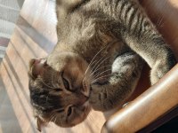 Scottish fold Kedisi Acil Satılık