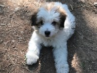 3 aylık terrier yavru