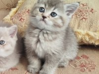 British Shorthair Erkek Dişi Yavrular