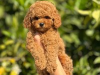SAFKAN TOY POODLE YAVRULAR