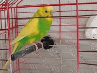 Erkek muhabbet kuşu