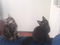 ORİJİNAL SAFKAN MAİNE COON BEBEKLER AİLEYE UYGUN